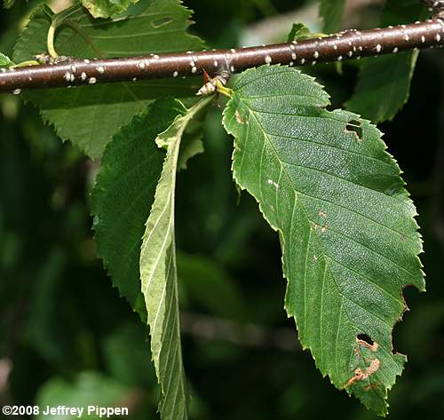 Yellow Birch (Betula alleghaniensis)