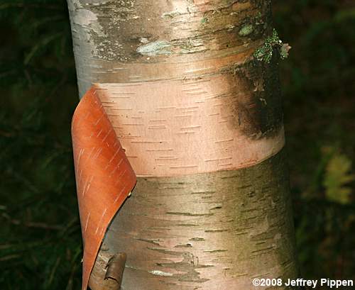 Mountain Paper Birch (Betula cordifolia)