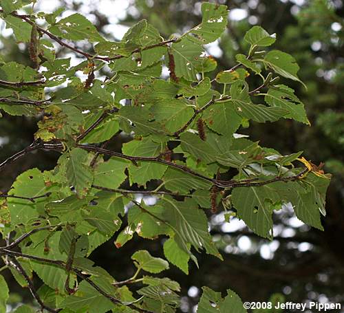 Mountain Paper Birch (Betula cordifolia)
