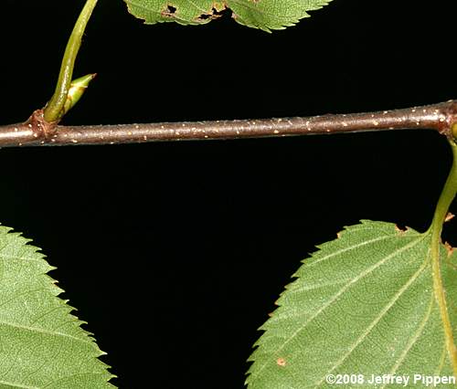 Sweet Birch (Betula lenta)