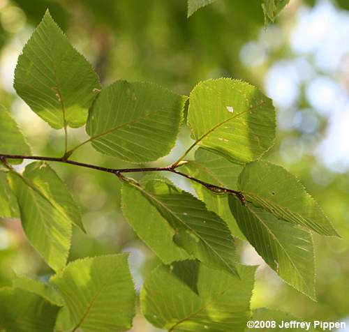 Sweet Birch (Betula lenta)