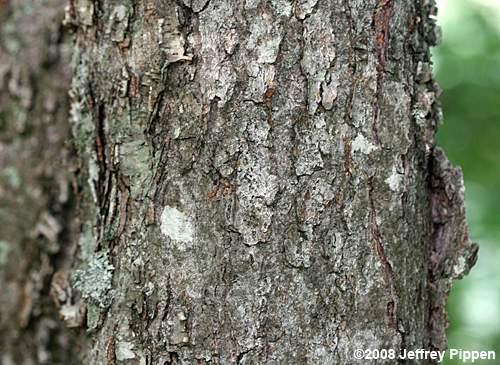 Sweet Birch (Betula lenta)