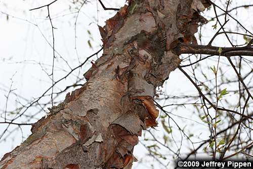 River Birch (Betula nigra)
