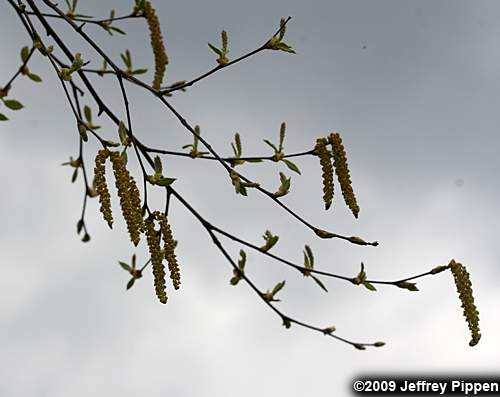 River Birch (Betula nigra)