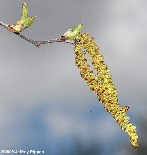 River Birch (Betula nigra)