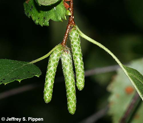 Water Birch, Red Birch (Betula occidentalis)
