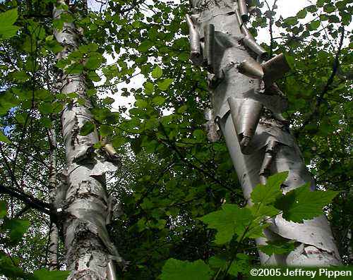 Paper Birch (Betula papyrifera)