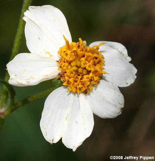 Spanish Needles, Common Beggarticks, Romerillo (Bidens alba)