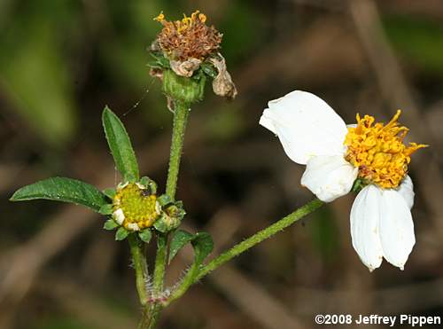 Spanish Needles, Common Beggarticks, Romerillo (Bidens alba)