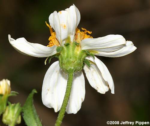 Spanish Needles, Common Beggarticks, Romerillo (Bidens alba)