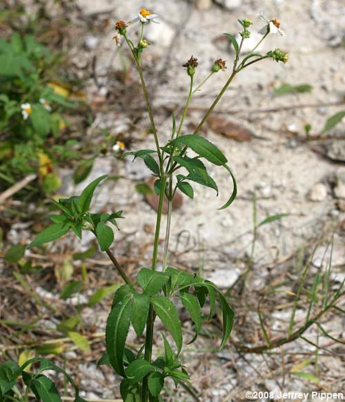 Spanish Needles, Common Beggarticks, Romerillo (Bidens alba)