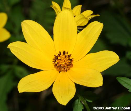 Midwestern Ticksee-Sunflower, Bearded Beggarticks (Bidens aristosa)
