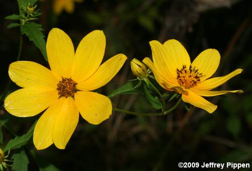 Midwestern Ticksee-Sunflower, Bearded Beggarticks (Bidens aristosa)