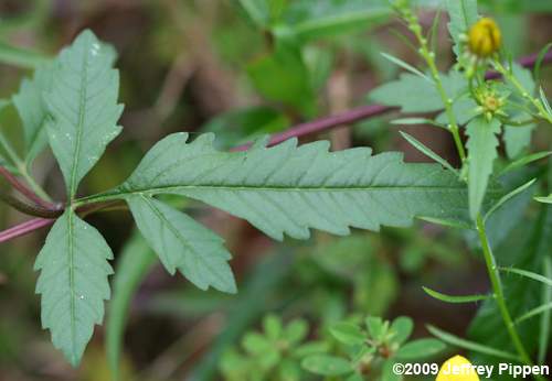 Midwestern Ticksee-Sunflower, Bearded Beggarticks (Bidens aristosa)