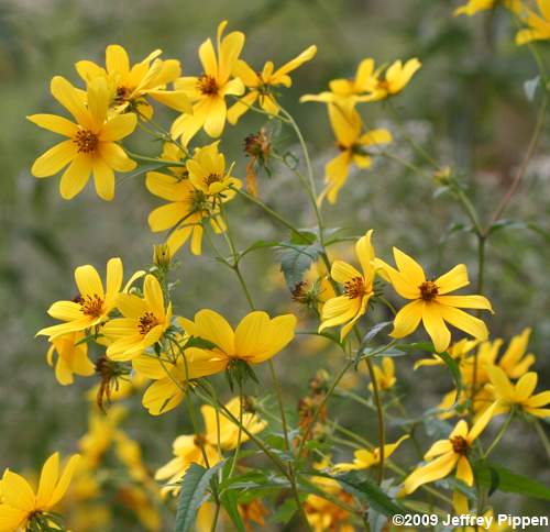 Midwestern Ticksee-Sunflower, Bearded Beggarticks (Bidens aristosa)