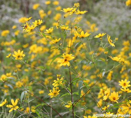 Midwestern Ticksee-Sunflower, Bearded Beggarticks (Bidens aristosa)