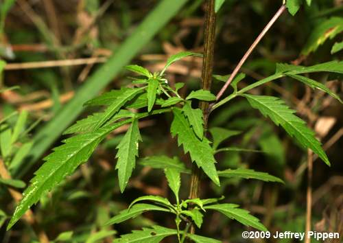 Midwestern Ticksee-Sunflower, Bearded Beggarticks (Bidens aristosa)