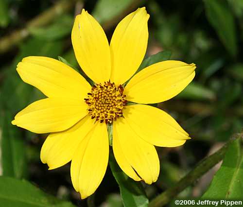 Smooth Beggarticks (Bidens laevis)