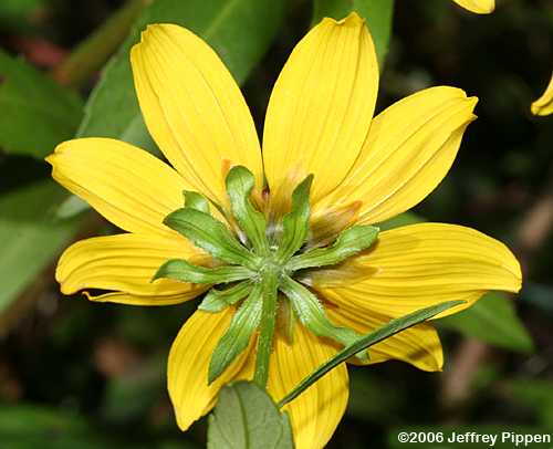 Smooth Beggarticks (Bidens laevis)