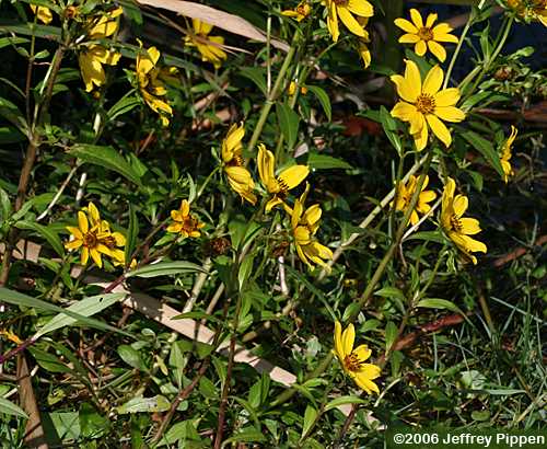 Smooth Beggarticks (Bidens laevis)