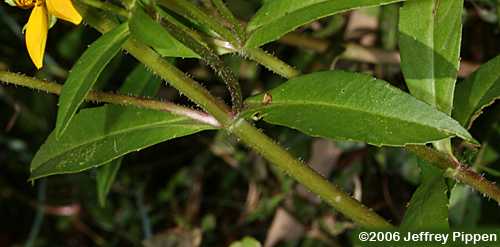 Smooth Beggarticks (Bidens laevis)