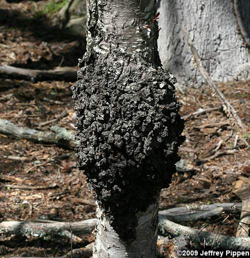 Black Cherry (Prunus serotina)