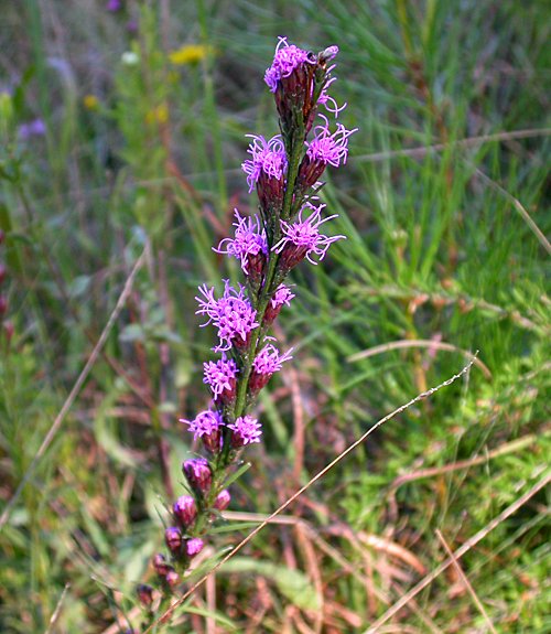 Blazing Star (Liatris sp.)