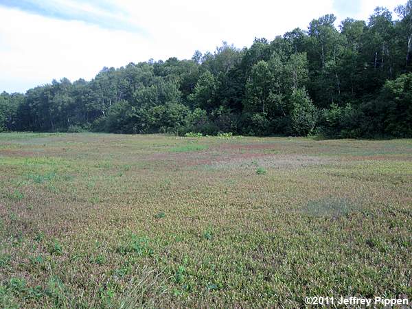 Northern Lowbush Blueberry (Vaccinium angustifolium)