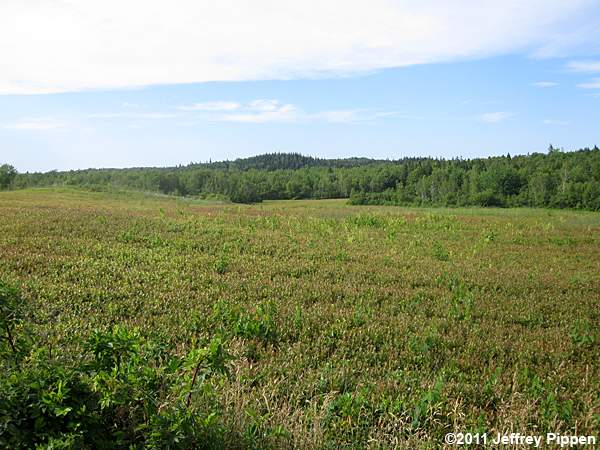 Northern Lowbush Blueberry (Vaccinium angustifolium)