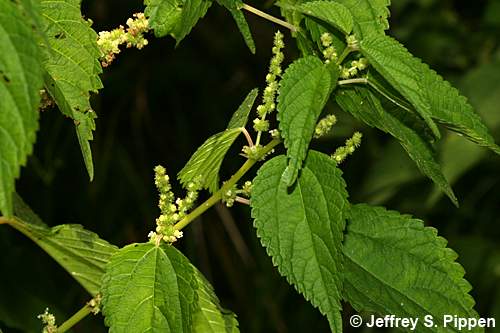 Smallspike False-nettle (Boehmeria cylindrica)