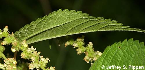 Smallspike False-nettle (Boehmeria cylindrica)