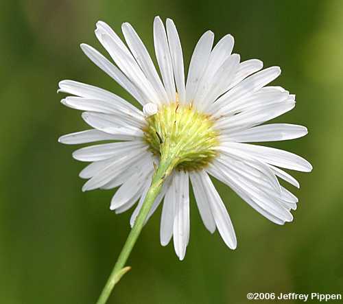 Carolina Dolls Daisy ((Boltonia caroliniana))