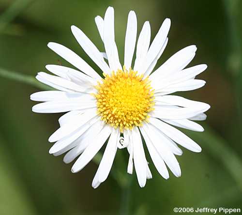 Carolina Dolls Daisy ((Boltonia caroliniana))
