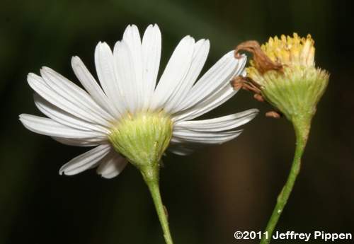 Carolina Dolls Daisy ((Boltonia caroliniana))