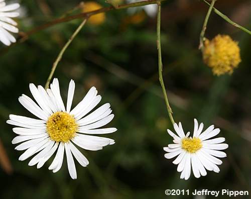 Carolina Dolls Daisy ((Boltonia caroliniana))