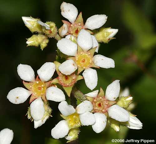 Alleghany Brookfoam, Eastern Boykinia, Brook Saxifrage (Boykinia aconitifolia)
