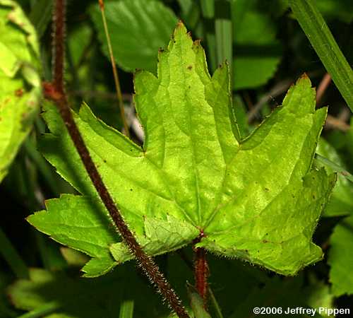 Alleghany Brookfoam, Eastern Boykinia, Brook Saxifrage (Boykinia aconitifolia)