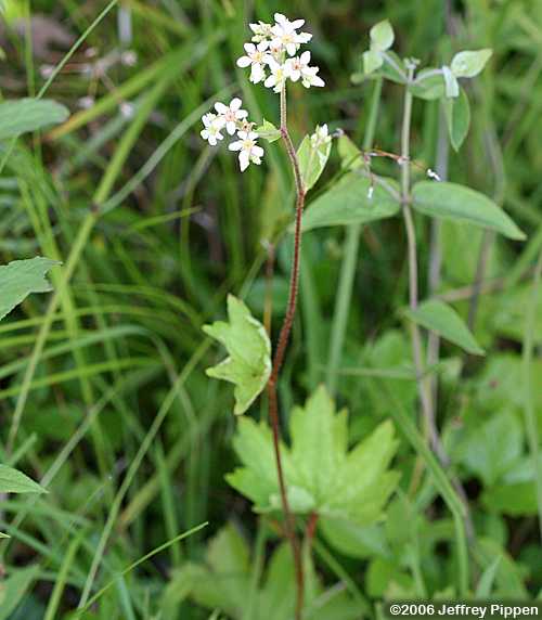 Alleghany Brookfoam, Eastern Boykinia, Brook Saxifrage (Boykinia aconitifolia)