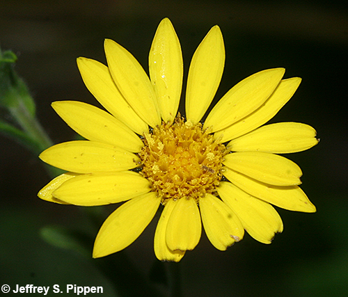 Soft Goldenaster (Bradburia pilosa)