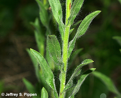 Soft Goldenaster (Bradburia pilosa)