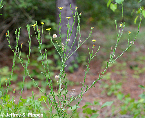 Soft Goldenaster (Bradburia pilosa)