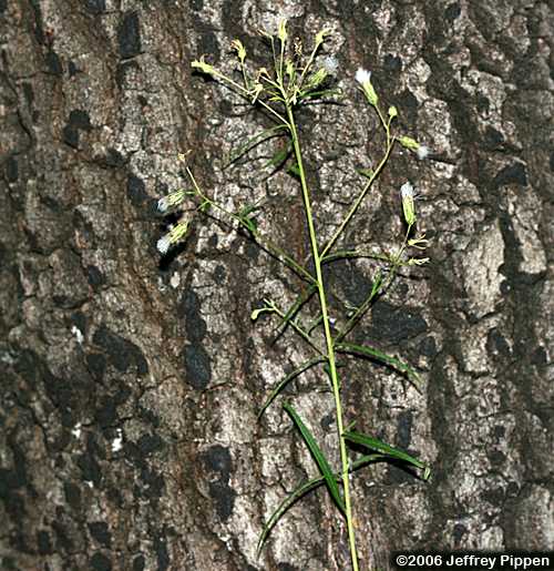 Eastern False Boneset (Brickellia eupatorioides)