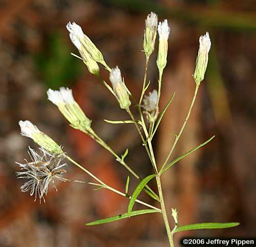 Eastern False Boneset (Brickellia eupatorioides)