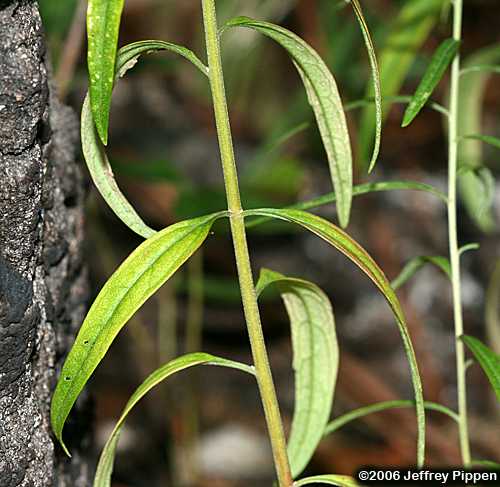 Eastern False Boneset (Brickellia eupatorioides)