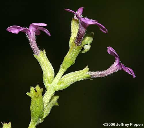 Florida Bluehearts, Savanna Bluehearts (Buchnera floridana)