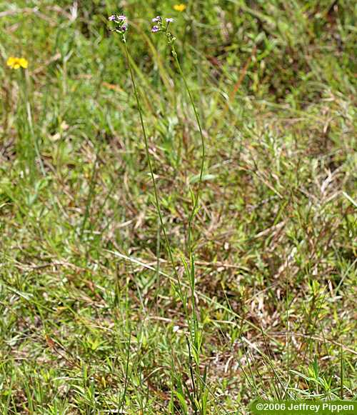 Florida Bluehearts, Savanna Bluehearts (Buchnera floridana)