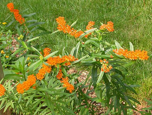 Butterfly Weed (Asclepias tuberosa)