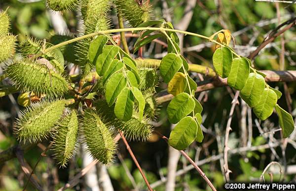 Gray Nickerbean (Caesalpinia bonduc) is the caterpillar foodplant for Miami Blues.