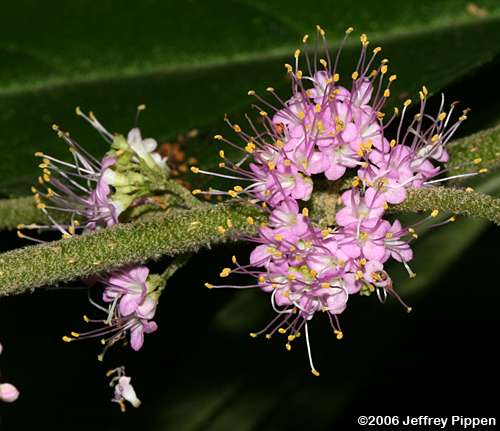 American Beautyberry (Callicarpa americana)
