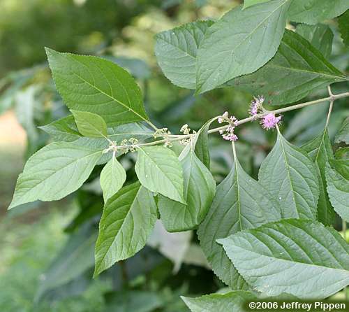 American Beautyberry (Callicarpa americana)